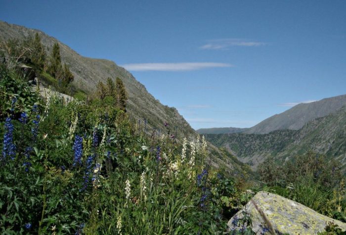 Aconite sa kalikasan