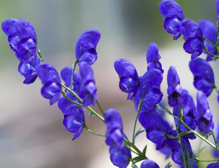 Kultirang Aconite na Franz Marc