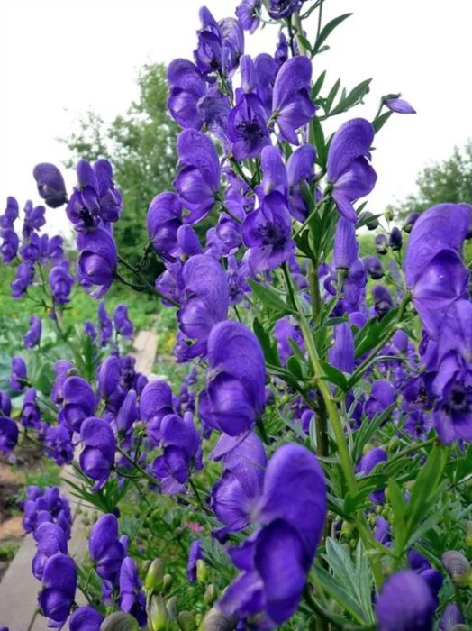 Kultirang Aconitum na Nachthimmel