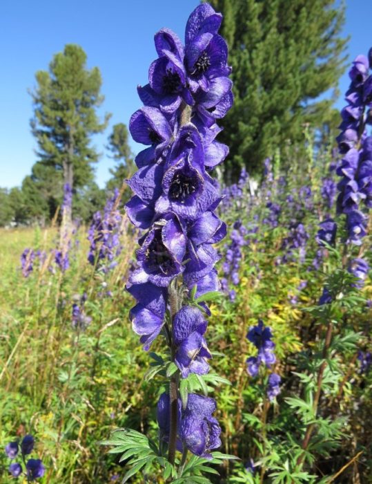 Altai aconite