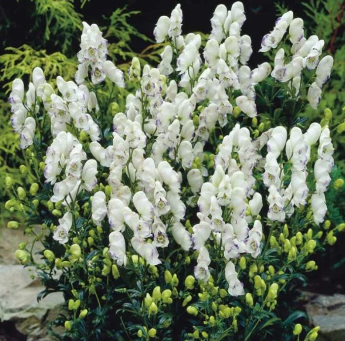 Uri ng Aconite na Eleonora