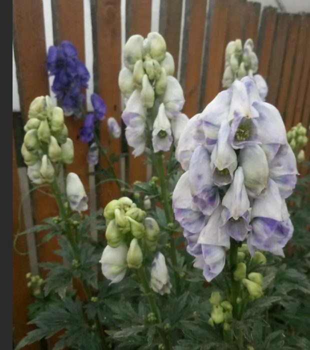 Mga uri ng kulay ng Aconitum spp. Fischerii