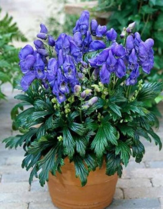 Mga uri ng Aconitum Fischerii