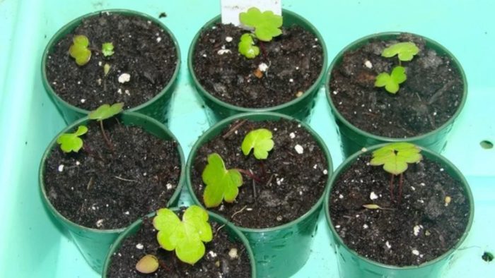 Mga punla ng aconite