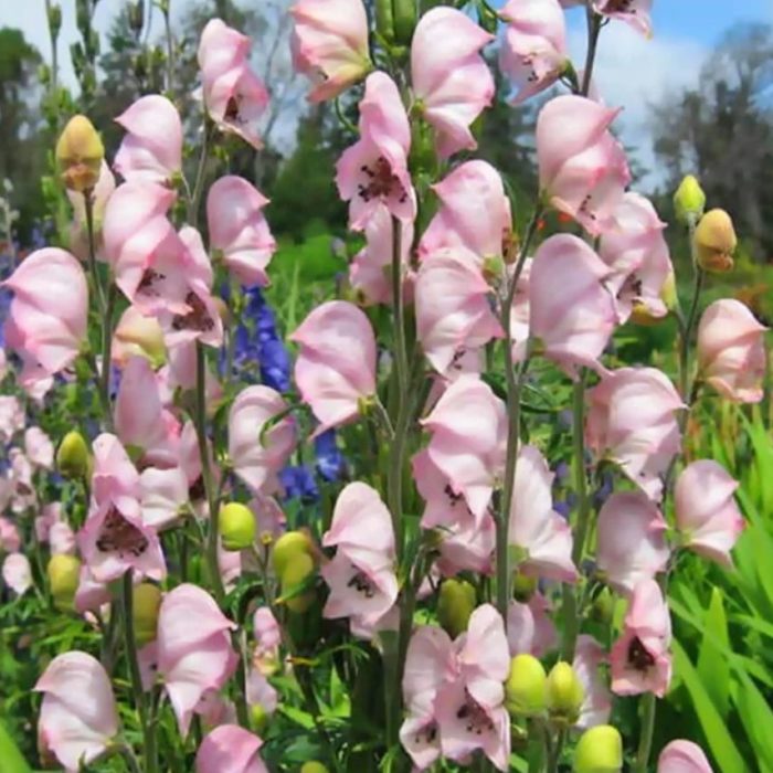 Aconitum glomerulosa variety Rubellum