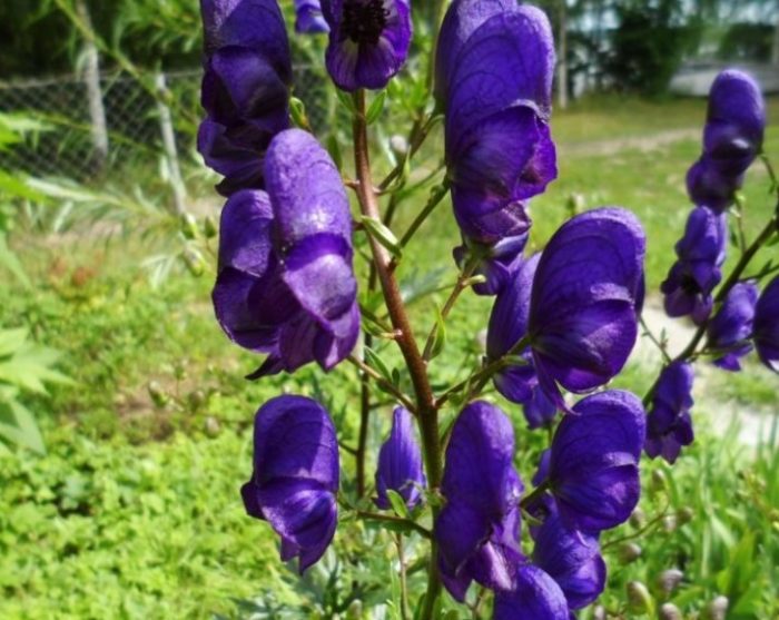 Madilim na aconite