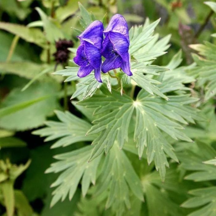 Mga dahon ng aconite