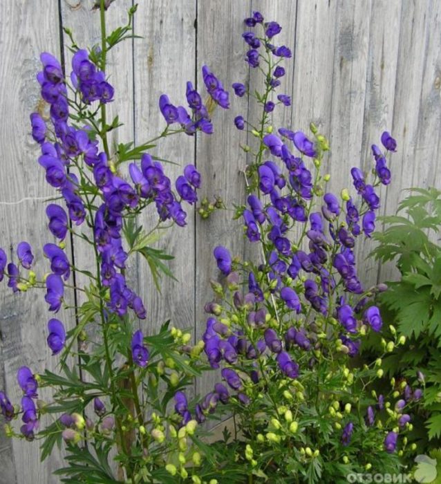 Aconite sa tabi ng bakod