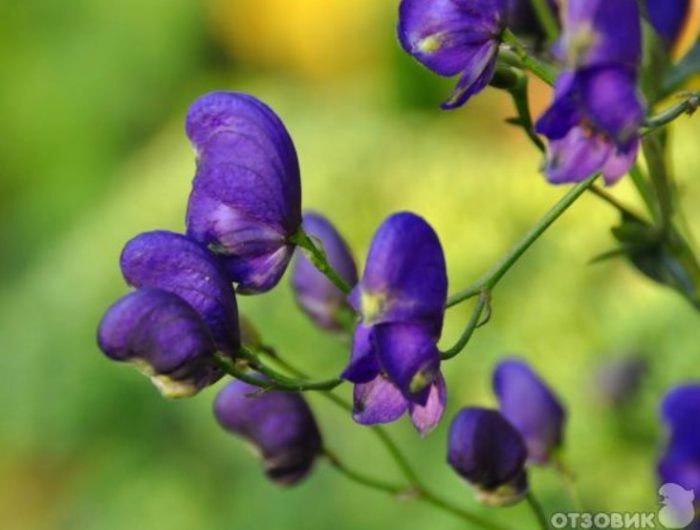 Bulaklak ng Aconitum napellus