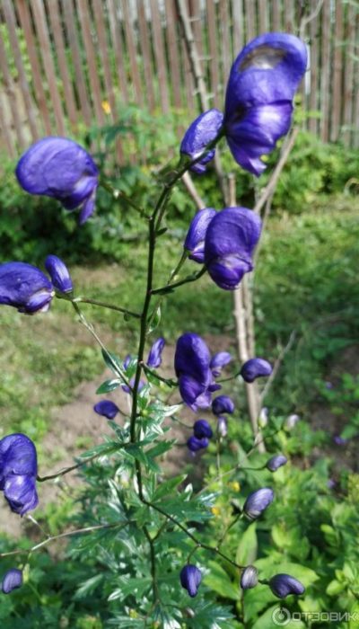 Ang Aconite ay isang makamandag na halaman.