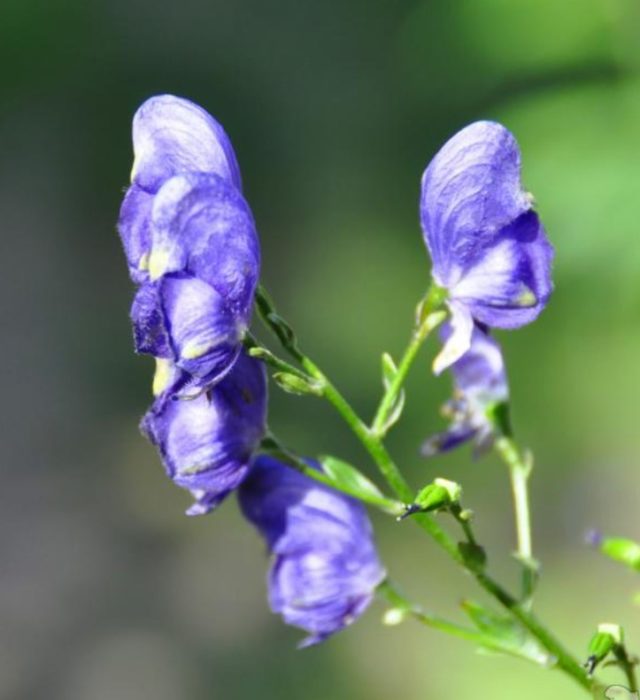 Mga bulaklak ng Aconite
