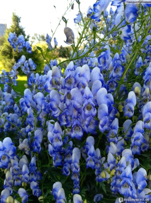 Magagandang bulaklak ng aconite