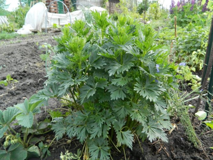 Lokasyon ng aconite