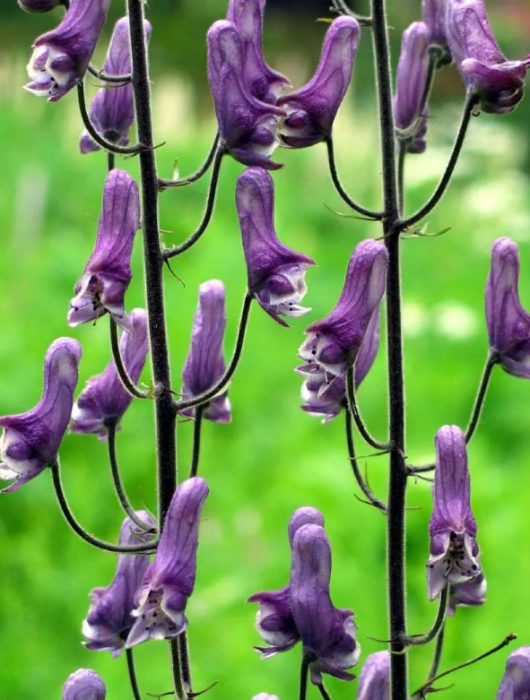 Hilagang aconite