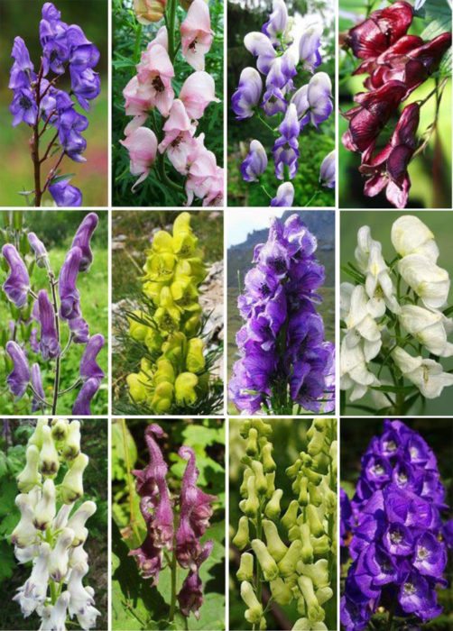 Iba't ibang kulay ng aconite