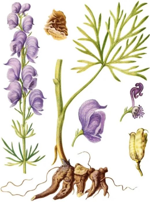 Ang istruktura ng aconite