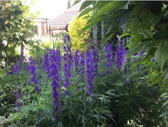 Aconite sa hardin
