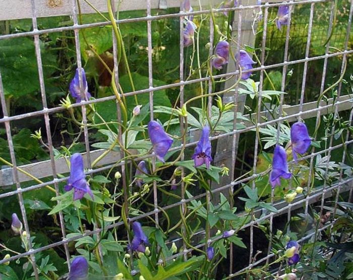 Aconite liana