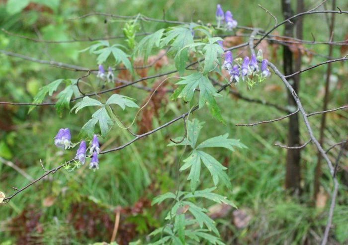 Pag-akyat na aconite