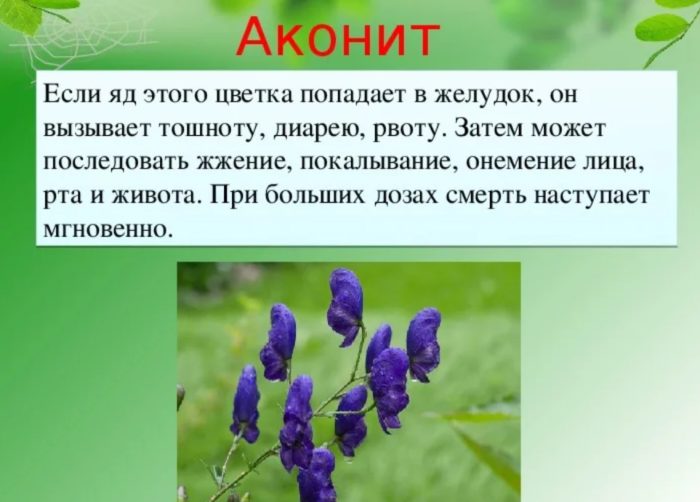Ang toxicity ng aconite