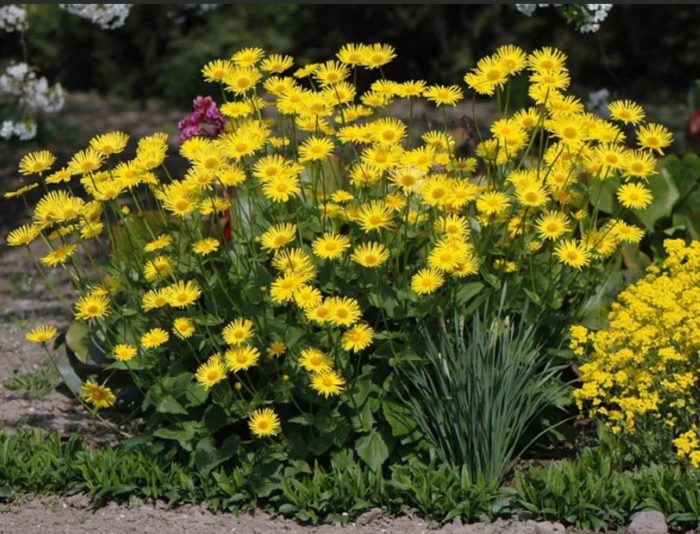 Palumpong ng Doronicum