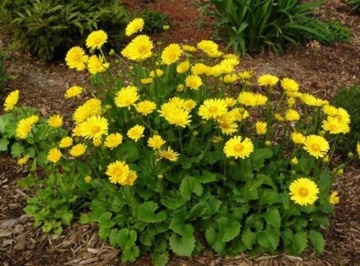Doronicum sa hardin