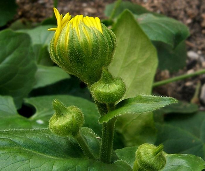 Mga usbong ng Doronicum