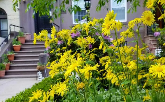 Doronicum mayor