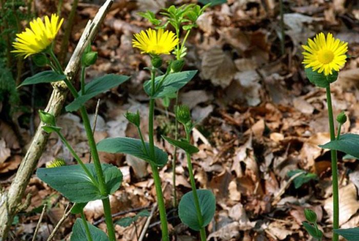 Pagmamalts ng Doronicum