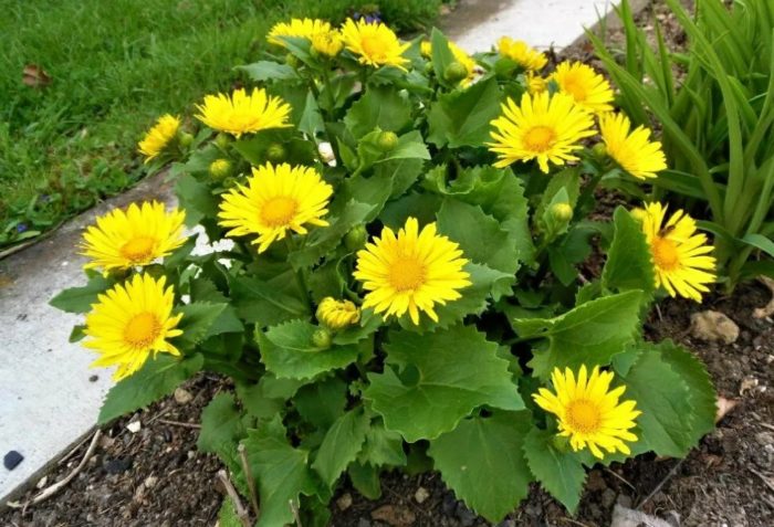 Doronicum malapit sa gilid ng bangketa