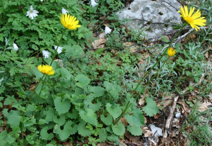 Doronicum Columnae