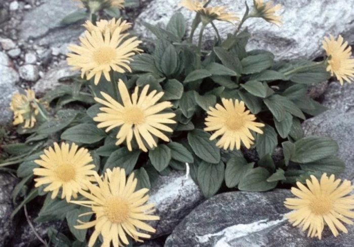 Doronicum Gold Dwarf