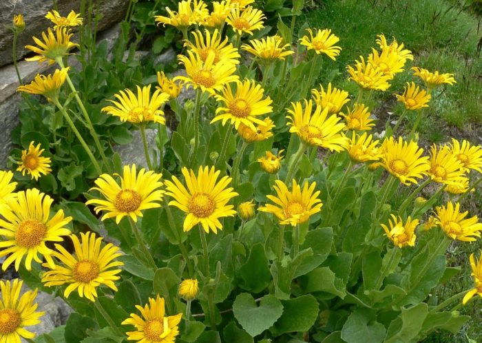 Doronicum Grandiflorum