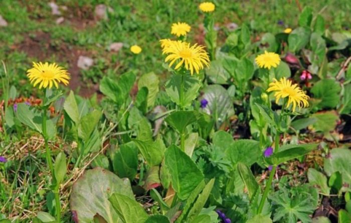 Alpine Doronicum