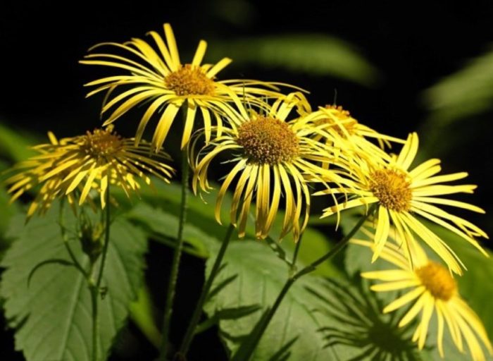 Austrian Doronicum