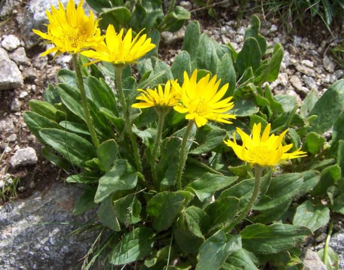 Doronicum Clusia