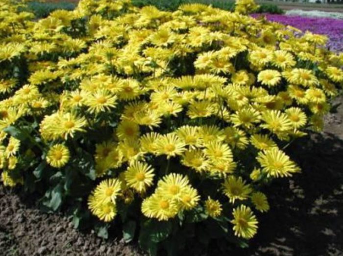 Isang mababang palumpong na may mga bulaklak ng lemon