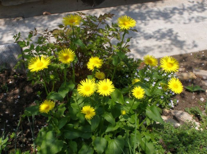 Palumpong ng Doronicum