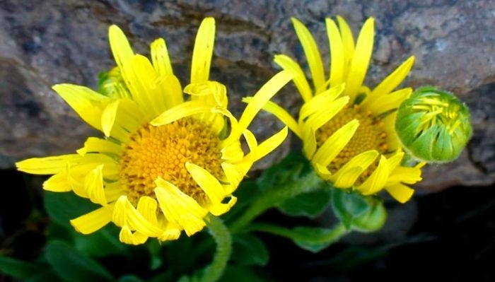 Doronicum oblongifolia