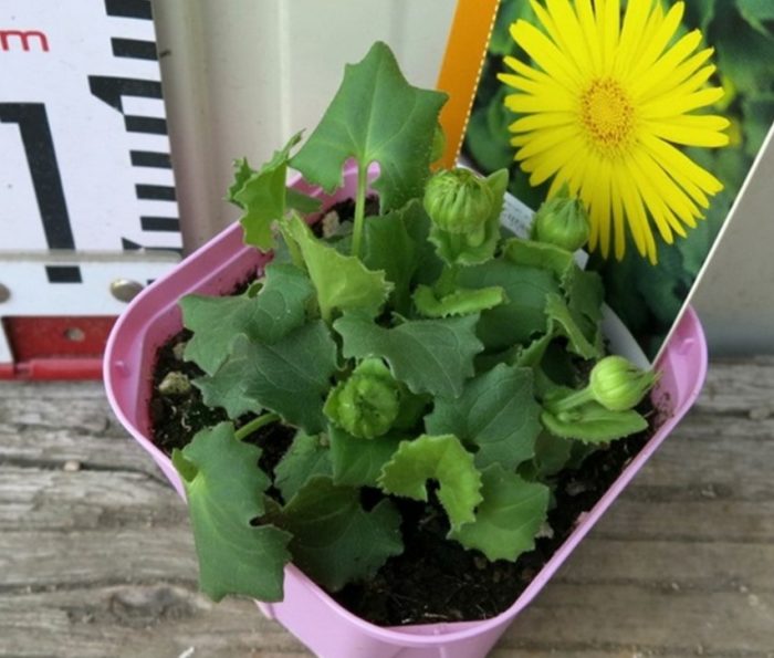 Mga punla ng Doronicum