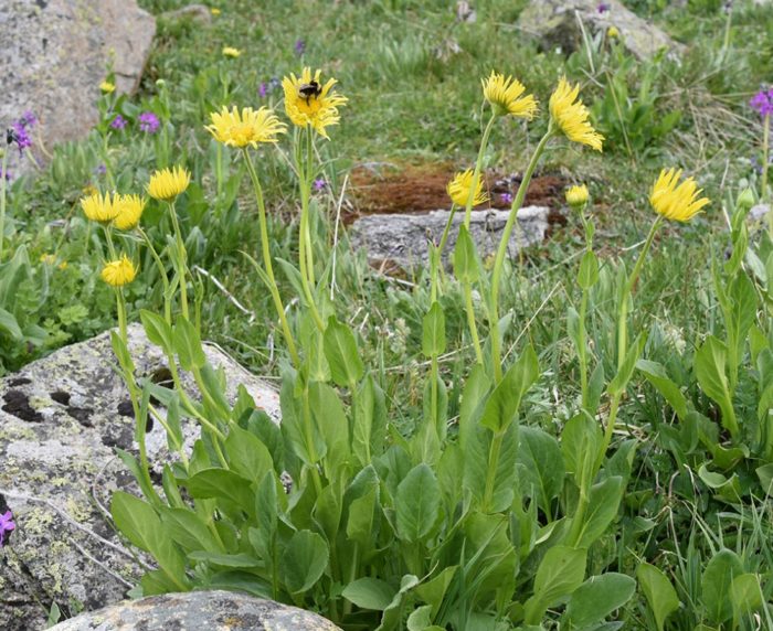 Doronicum Turkestanis