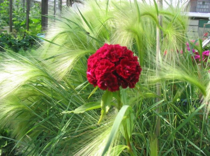 Barley na may manned cloves