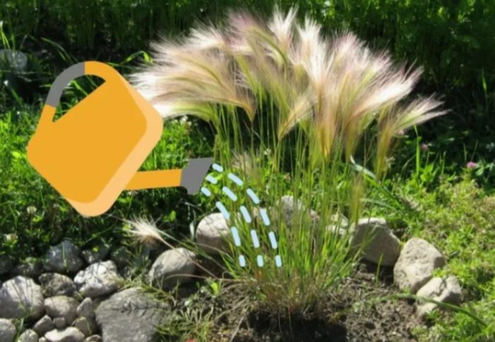 Pagdidilig ng barley na may crested barley
