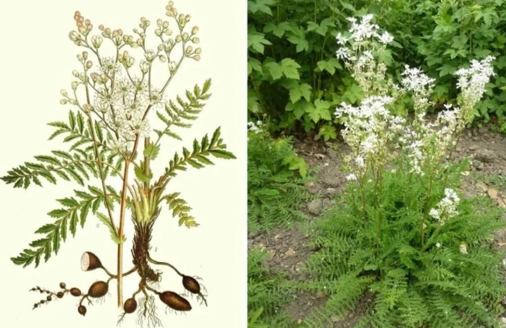 Isang uri ng meadowsweet