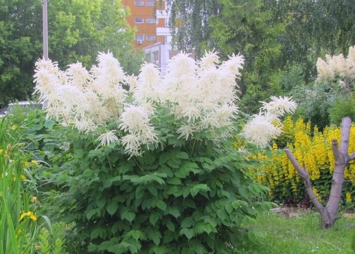 Lokasyon ng meadowsweet