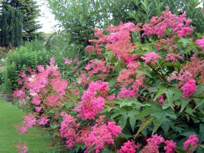 Rosas na meadowsweet