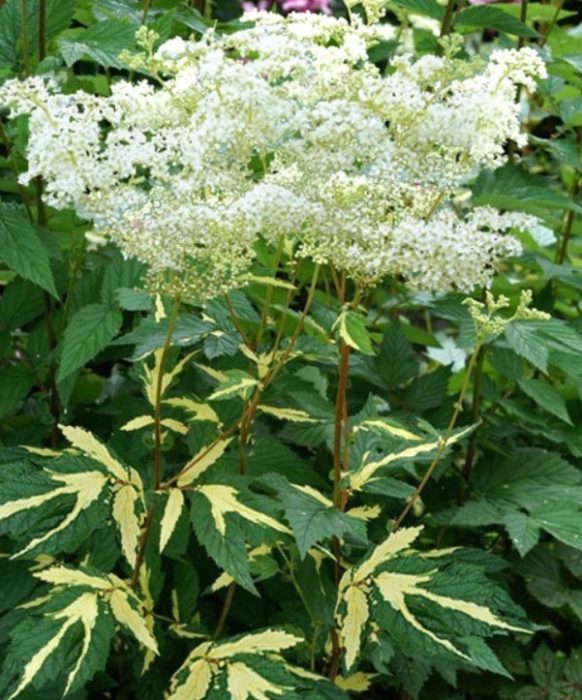 Uri ng Meadowsweet na Aureovariegata