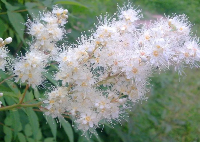 Karangyaan ng Meadowsweet