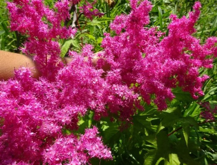 Meadowsweet Venusta