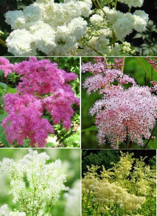 Mga bulaklak na Meadowsweet
